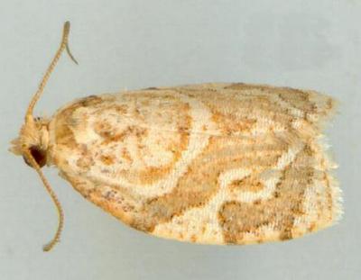 Adoxophyes templana