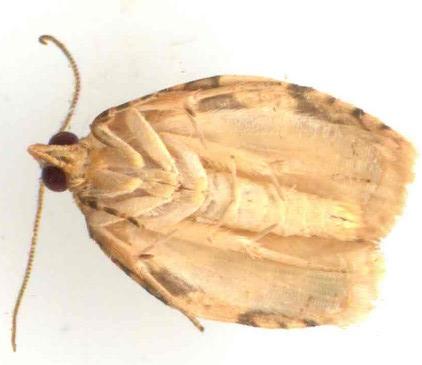 Adoxophyes templana