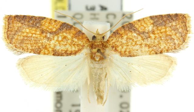 Adoxophyes templana
