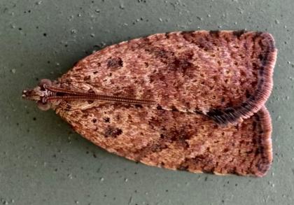 Anisogona thysanoma