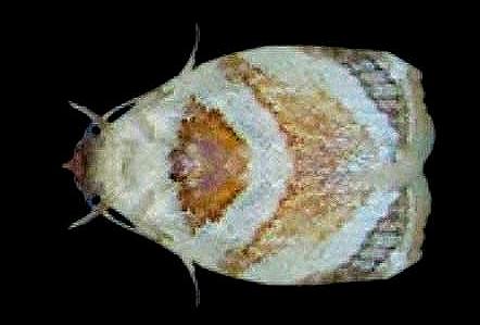 Adoxophyes tripselia