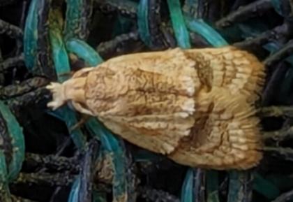 Diactenis tryphera