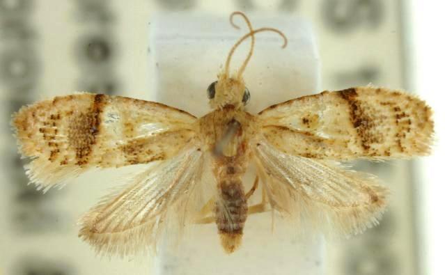 Diactenis tryphera