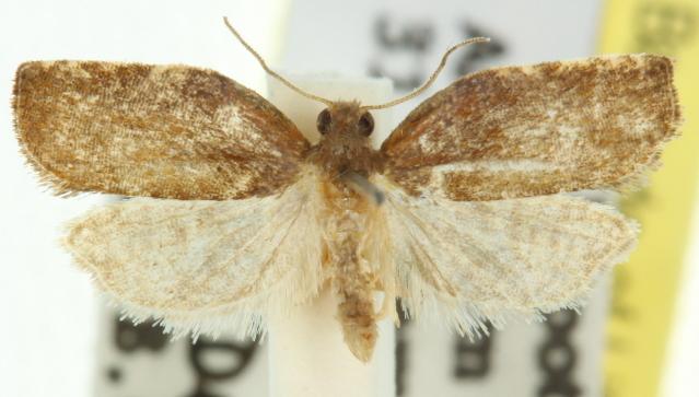 Coeloptera vulpina