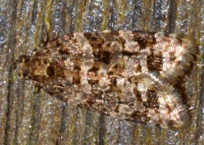 Capnoptycha zostrophora