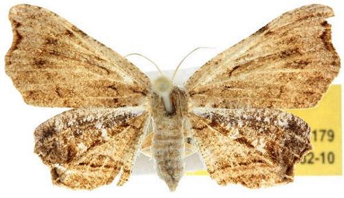 Epiplema coeruleotincta