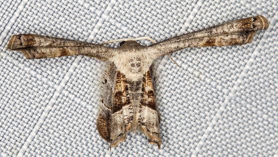 Balantiucha cyclocrossa