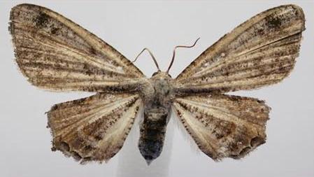 Phazaca interrupta