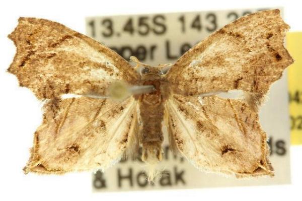 Dysrhombia longipennis