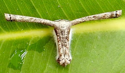 Epiplema quadristrigata