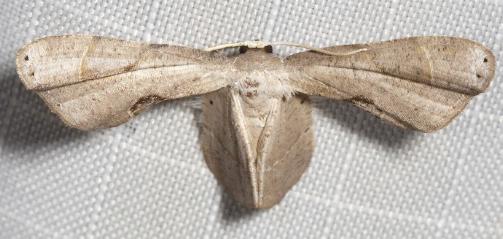 Balantiucha stolida