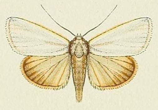 Westermannia argentata