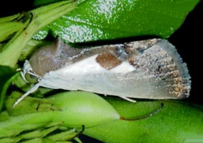 Westermannia concha
