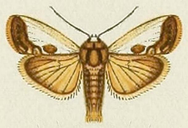 Westermannia concha