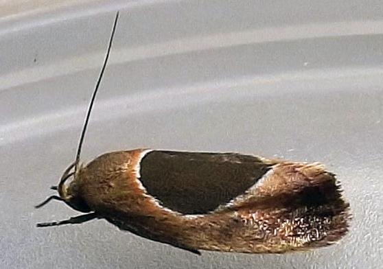 Hoplomorpha abalienella