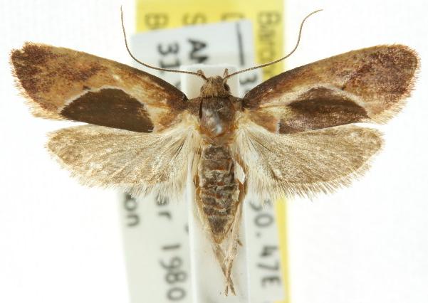 Hoplomorpha abalienella