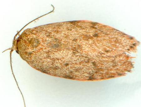 Garrha absumptella