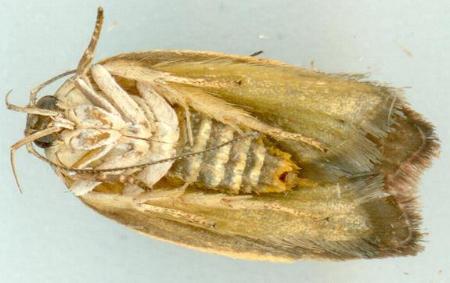 Garrha absumptella