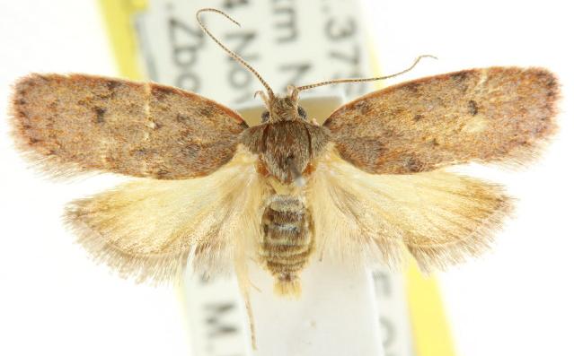 Garrha absumptella