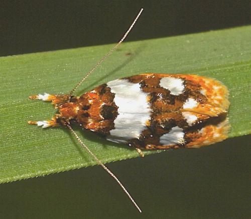 Piloprepes aemulella