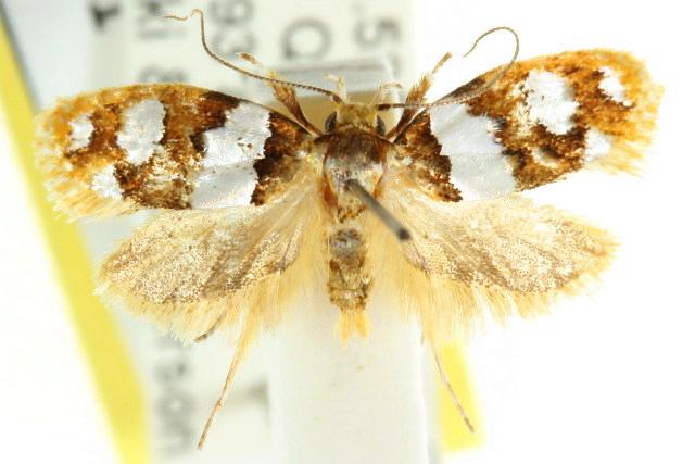 Piloprepes aemulella