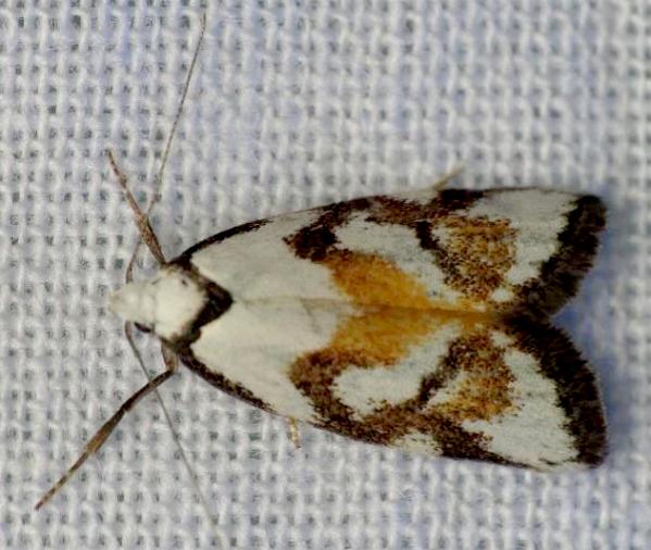 Cosmaresta anarrecta