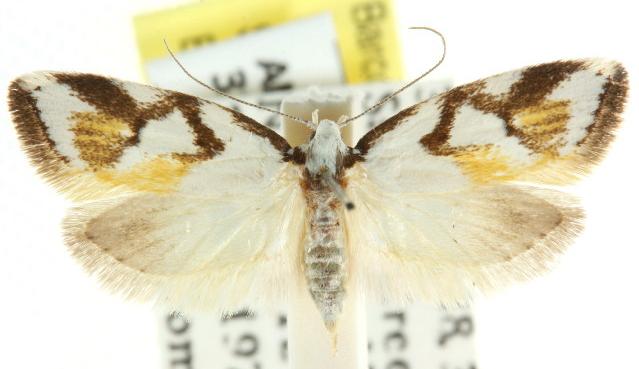 Cosmaresta anarrecta