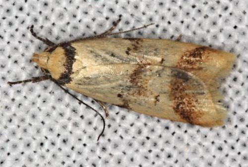 Heteroteucha anthodora
