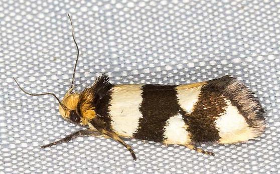 Placocosma anthopetala