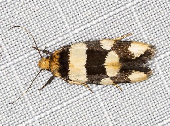 Placocosma anthopetala