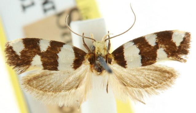 Placocosma anthopetala