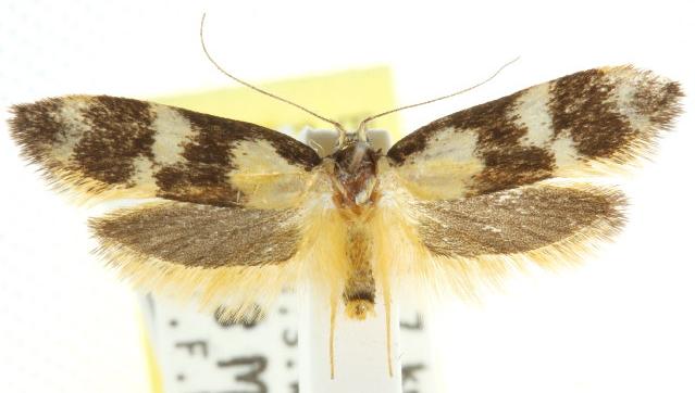 Cosmaresta archedora