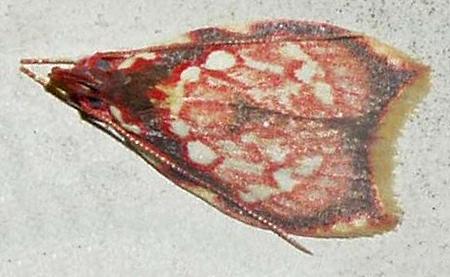 Lophopepla argyrocarpa