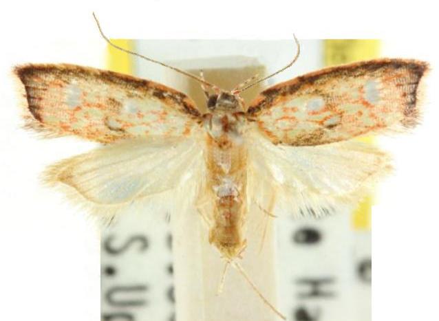 Lophopepla argyrocarpa