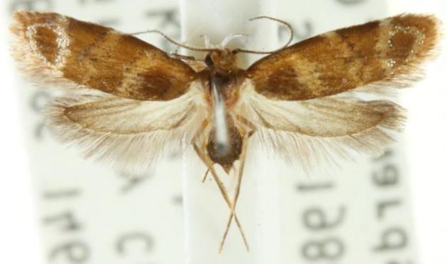 Elaphromorpha asthenes
