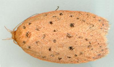 Garrha atripunctatella