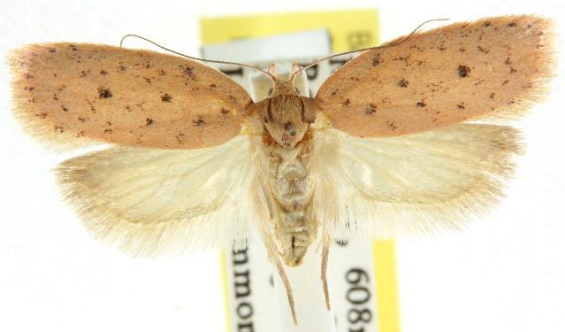 Garrha atripunctatella