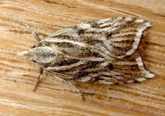 Tortricopsis aulacois