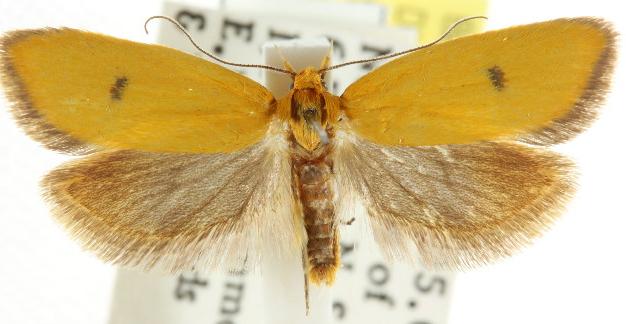 Endeolena aurinatella