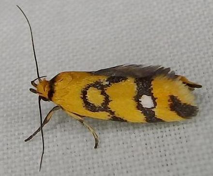 Tanyzancla calliophthalma