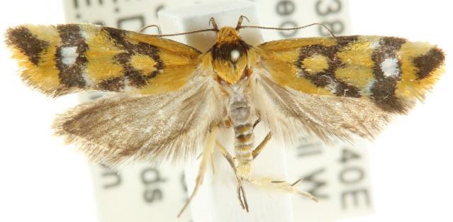Tanyzancla calliophthalma