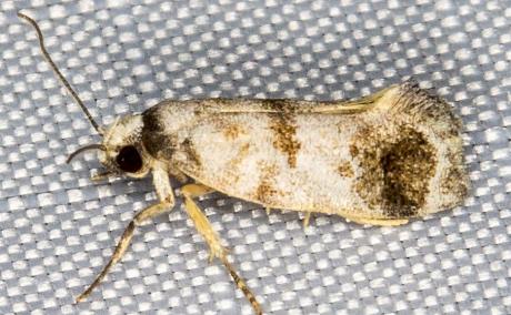 Bathrosterra calotropha