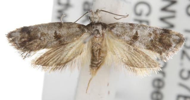 Bathrosterra calotropha