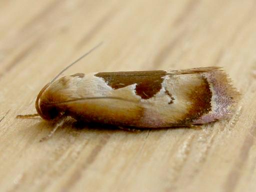 Hoplomorpha camelaea