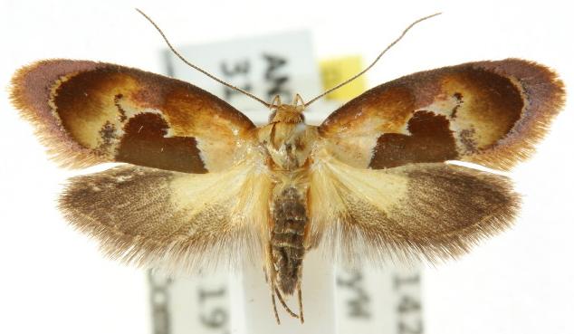 Hoplomorpha camelaea