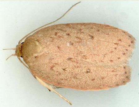 Garrha carnea