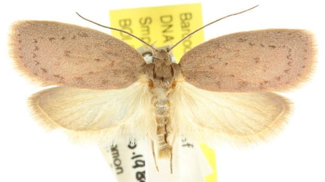 Garrha carnea