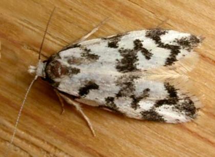Cosmaresta charaxias