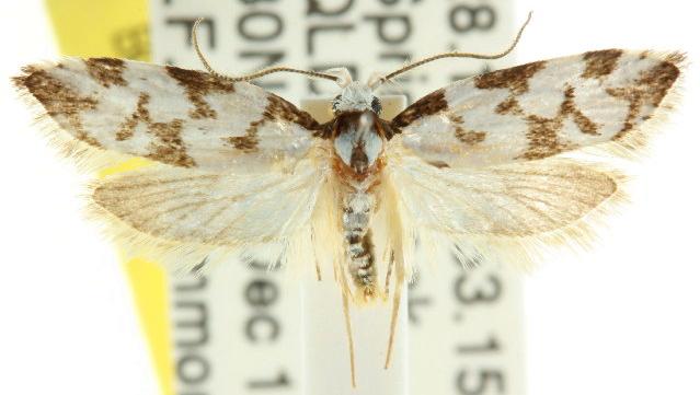 Cosmaresta charaxias