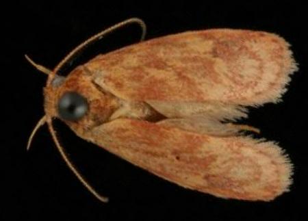 Garrha costimacula